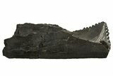 Bizarre Shark (Edestus) Jaw Section with Tooth - Carboniferous #327586-1